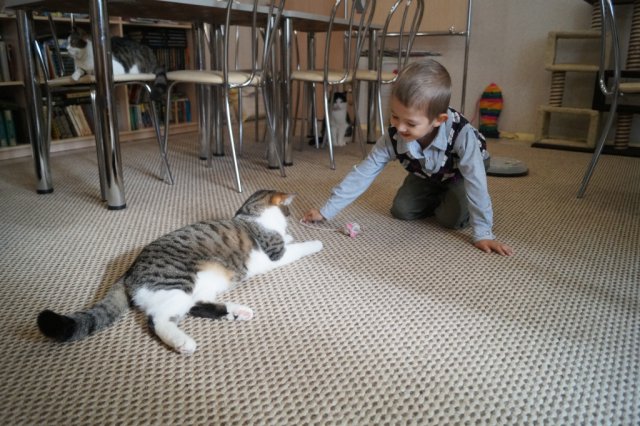 Игры с кошками в котокафе "Мурляндия"